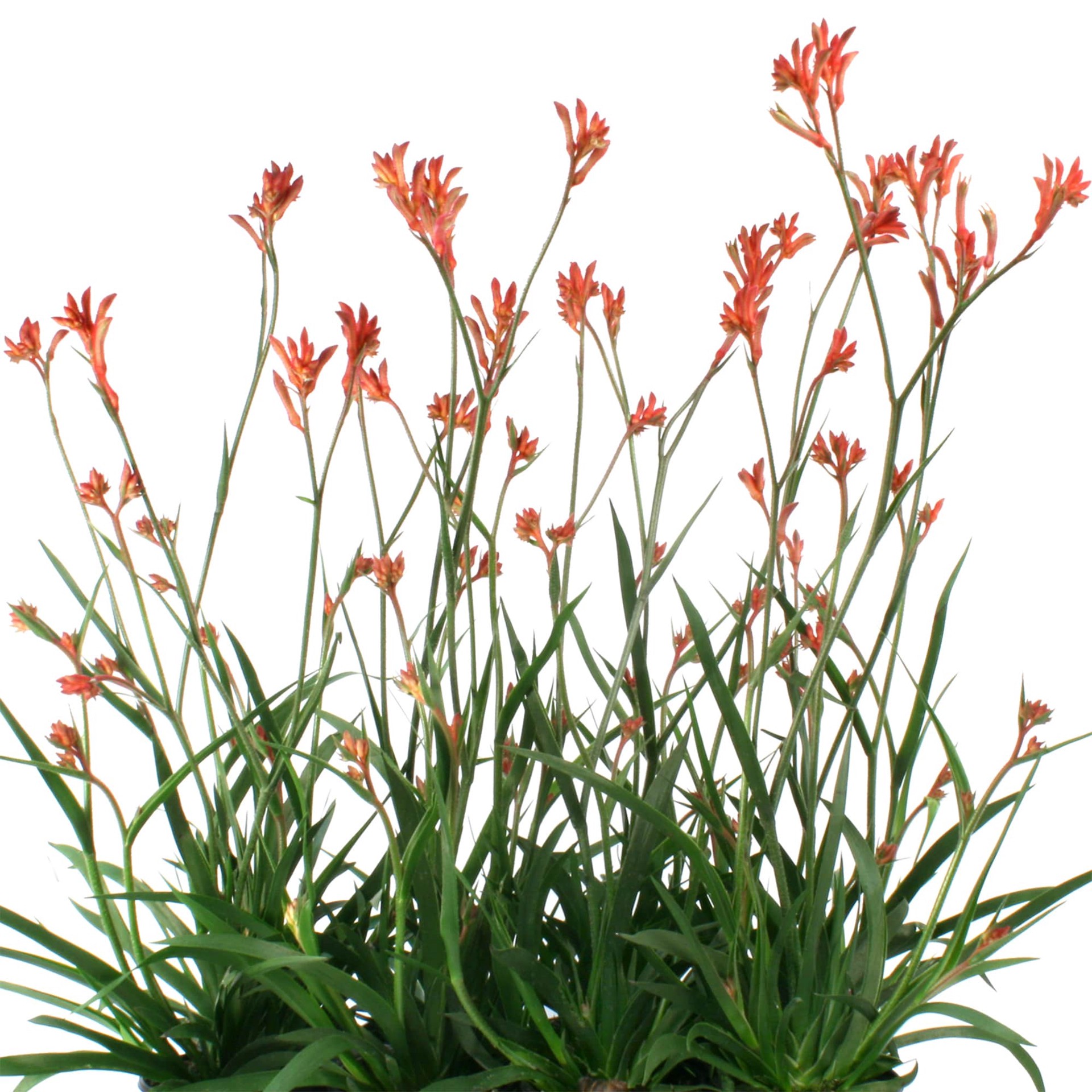 slide 2 of 2, Lowe's Kangaroo Paw Shrub in 2.5 -Gallon, 1 ct