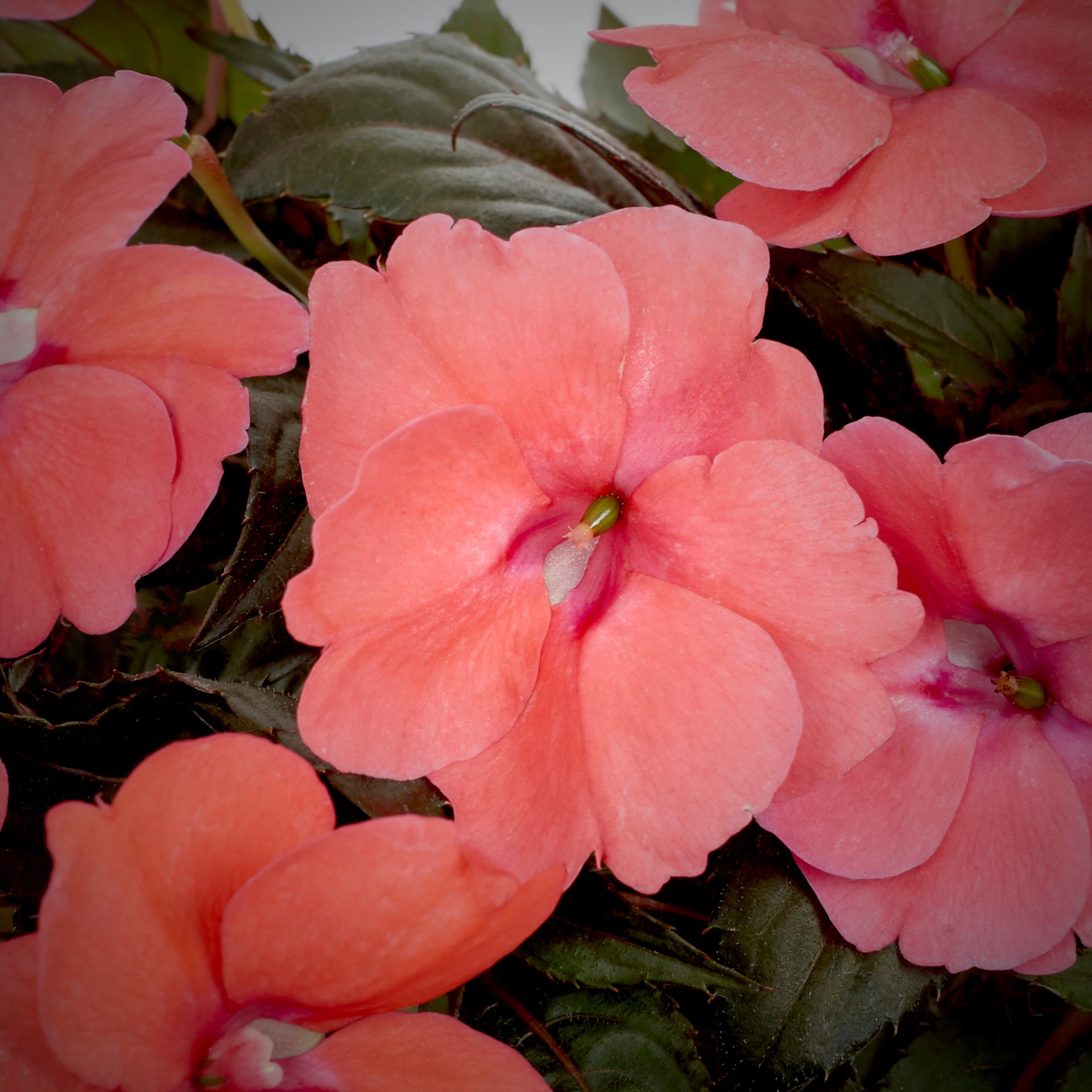 slide 2 of 6, Lowe's Multicolor Sunpatiens in 1-Quart Pot, 1 ct