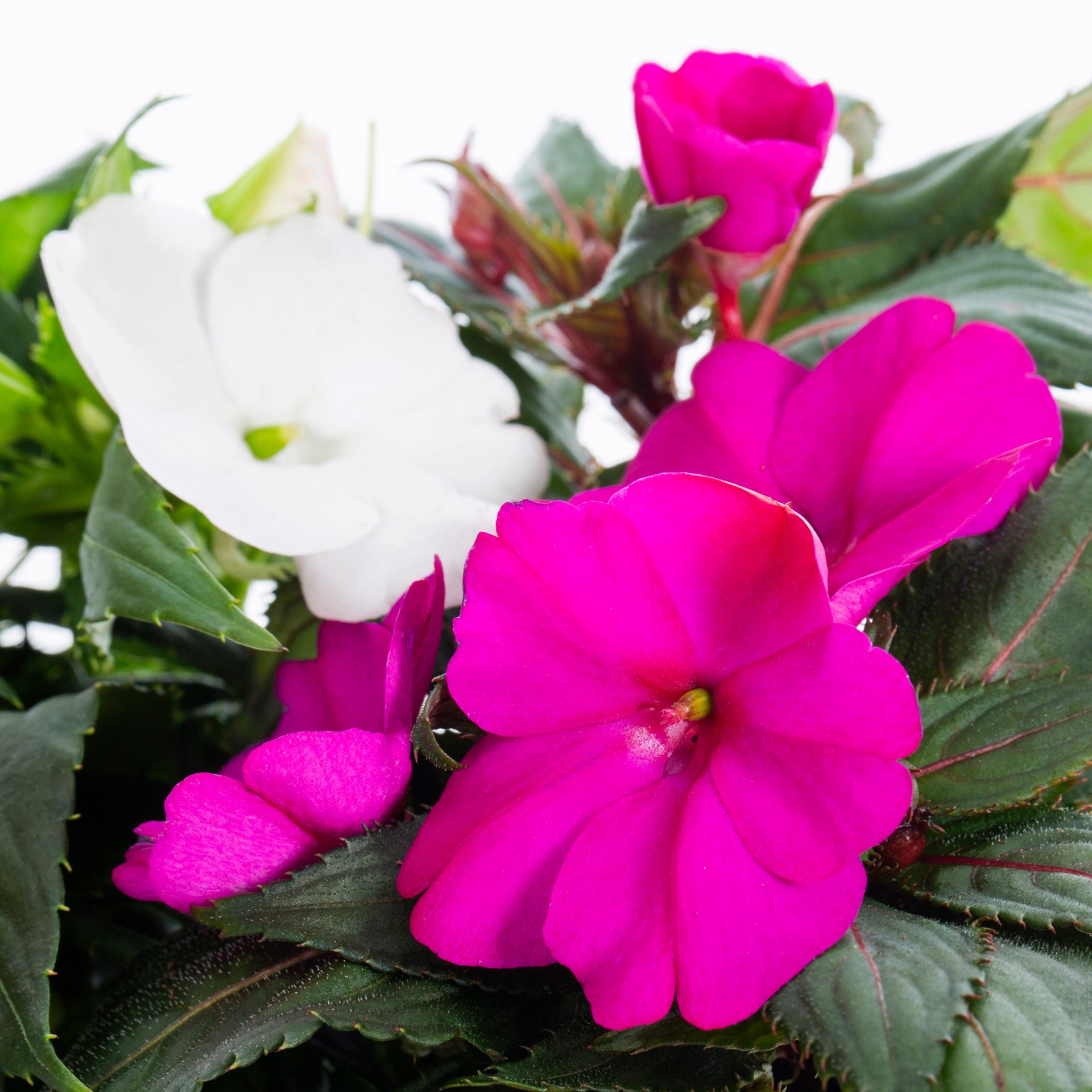 slide 3 of 6, Lowe's Multicolor Sunpatiens in 1-Quart Pot, 1 ct