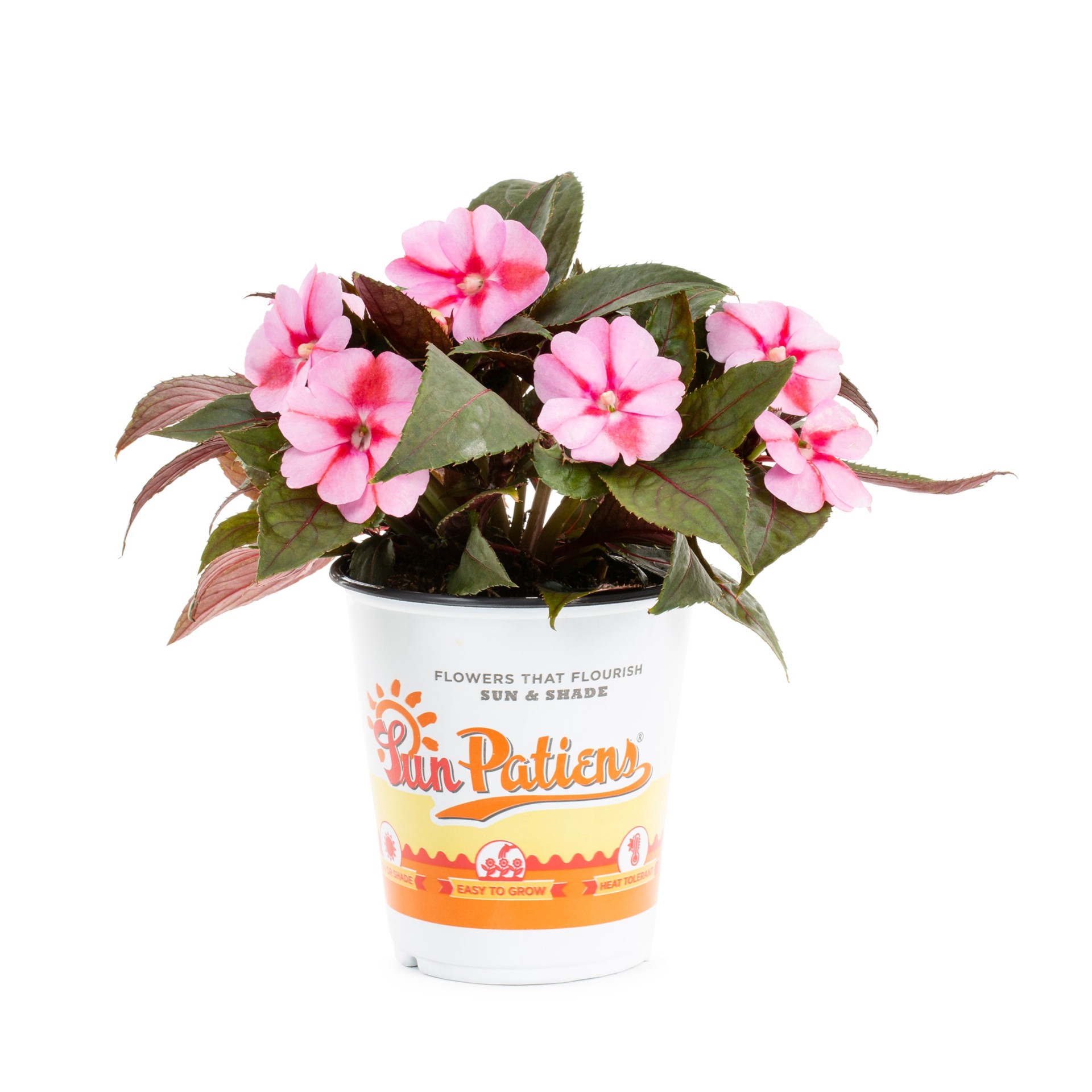 slide 4 of 6, Lowe's Multicolor Sunpatiens in 1-Quart Pot, 1 ct