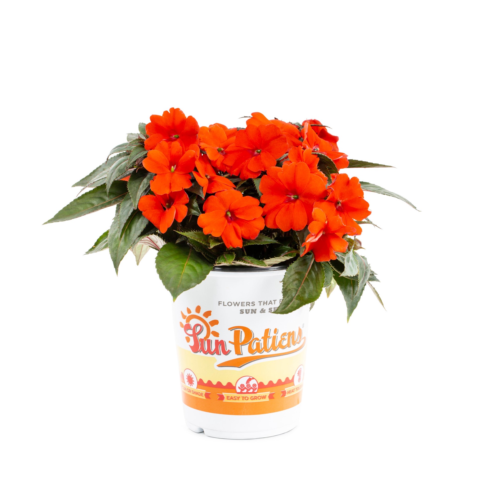 slide 6 of 6, Lowe's Multicolor Sunpatiens in 1-Quart Pot, 1 ct