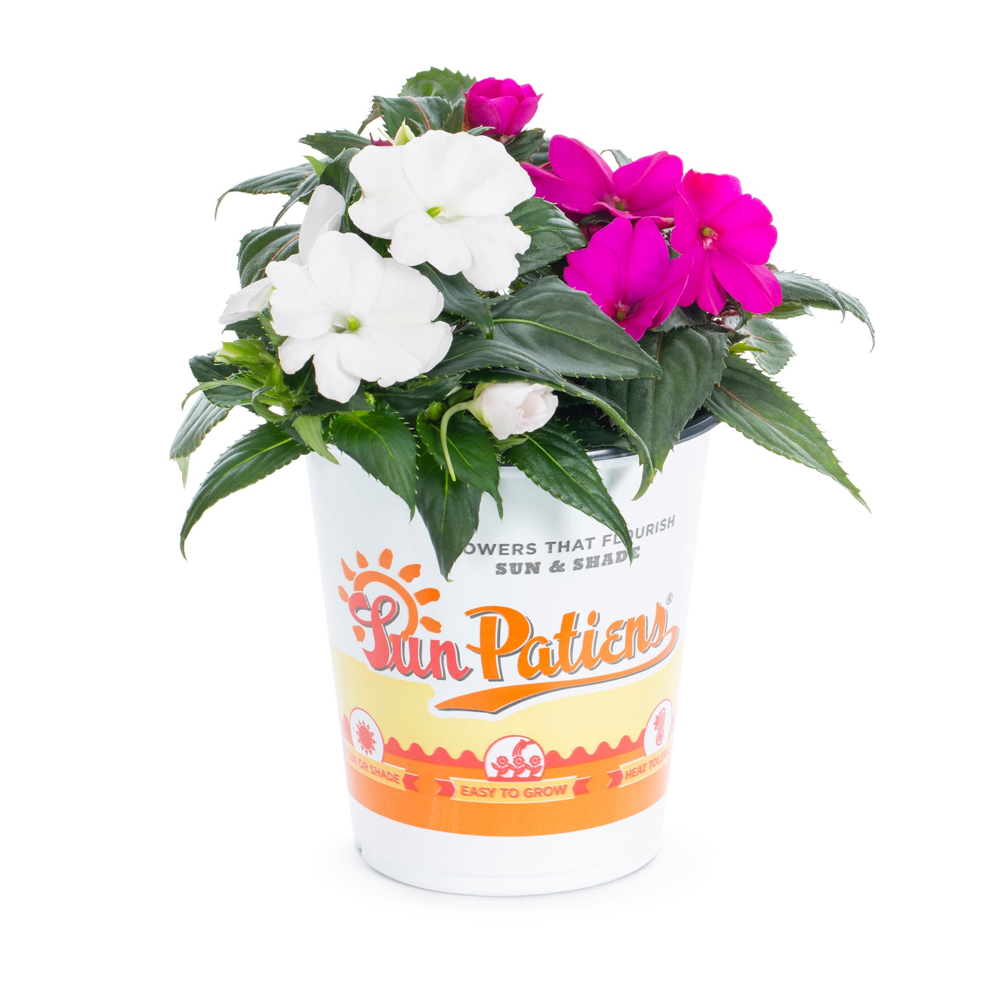 slide 1 of 6, Lowe's Multicolor Sunpatiens in 1-Quart Pot, 1 ct