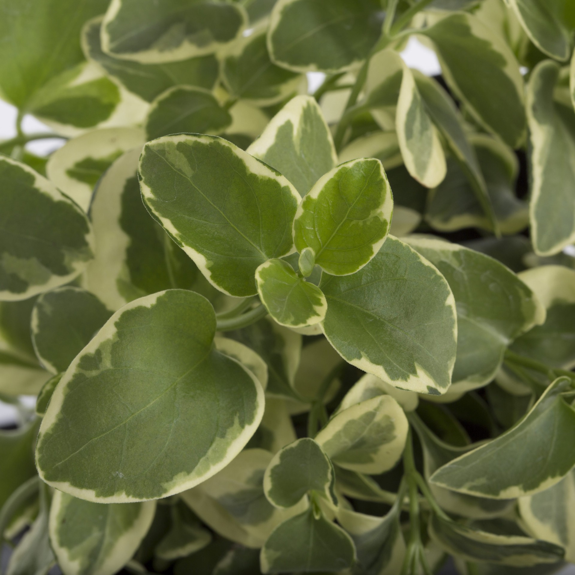 slide 2 of 2, Lowe's Purple Vinca in 1 Pint Pot, 1 ct