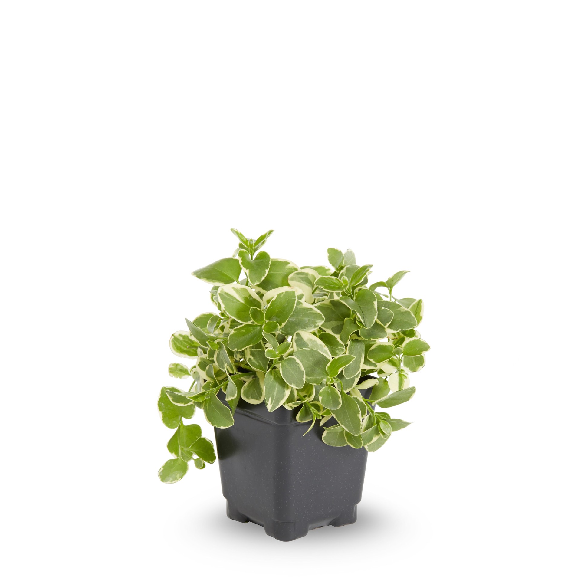 slide 1 of 2, Lowe's Purple Vinca in 1 Pint Pot, 1 ct