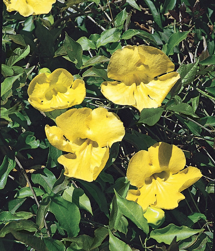 slide 2 of 2, Lowe's 3.58 -Gallon Pot Cat's Claw, 1 ct