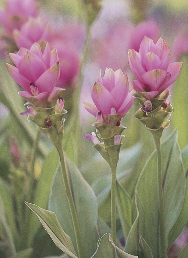 slide 1 of 1, Pink Curcuma Ginger Plant in, 1 ct