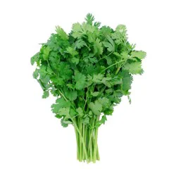 Cilantro Bunch