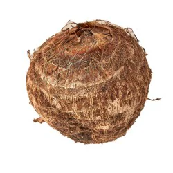 Taro Root (Dasheen), Small