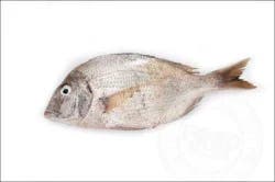 Fish-Whole Porgy