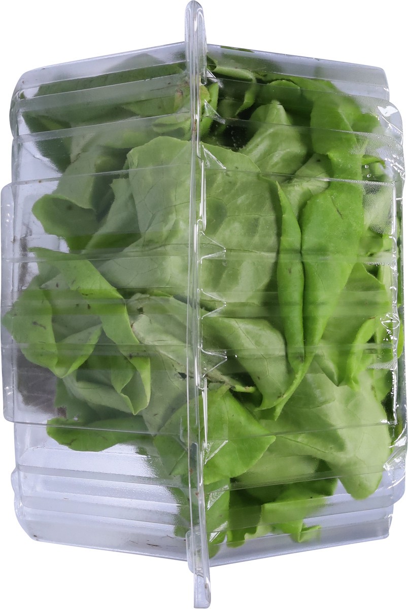 slide 2 of 11, Bella Verdi Live Butter Lettuce 1 ea, 1 ct