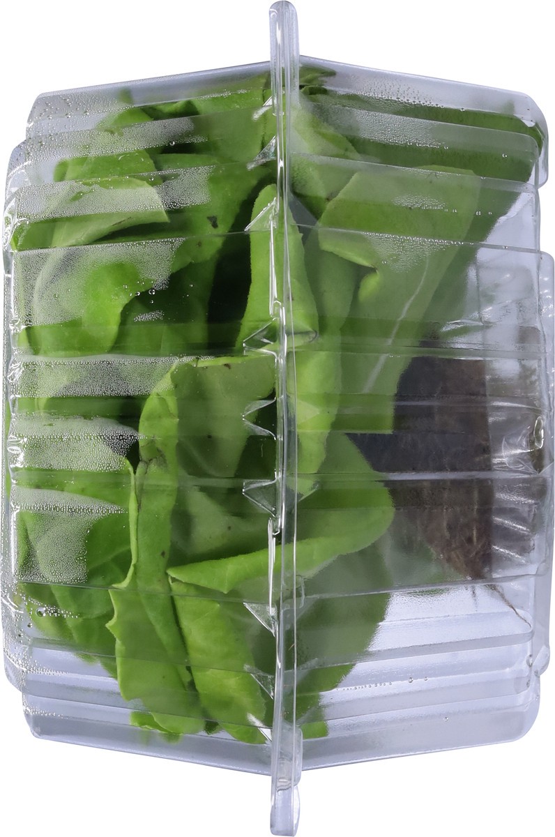 slide 6 of 11, Bella Verdi Live Butter Lettuce 1 ea, 1 ct