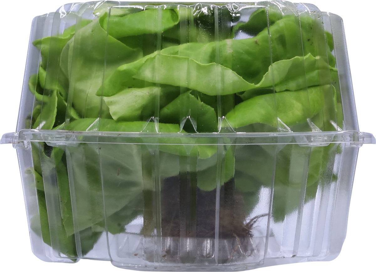 slide 8 of 11, Bella Verdi Live Butter Lettuce 1 ea, 1 ct