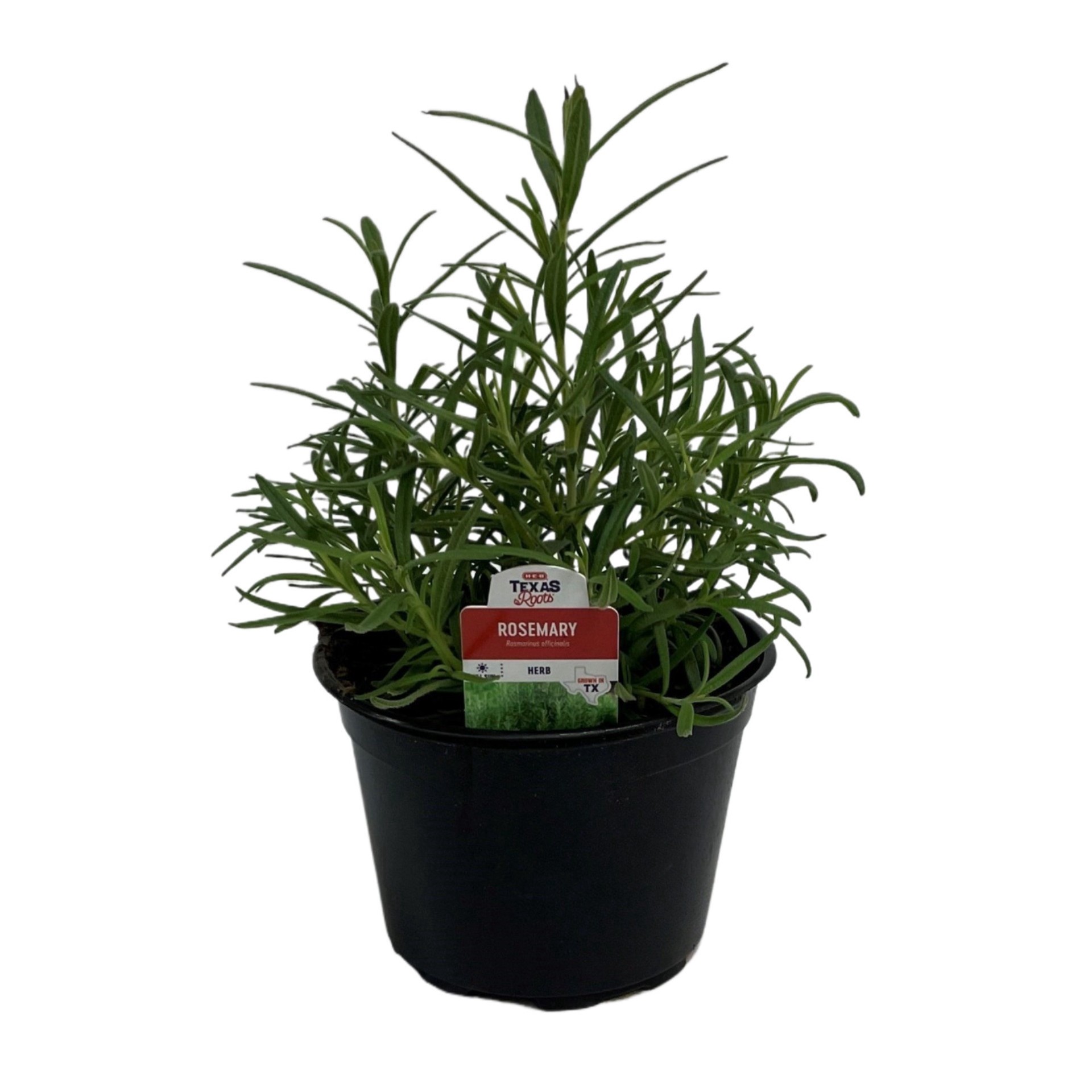 slide 1 of 1, H-E-B Texas Roots Herb - Rosemary, 6ftft