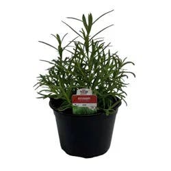 H-E-B Texas Roots Herb - Rosemary