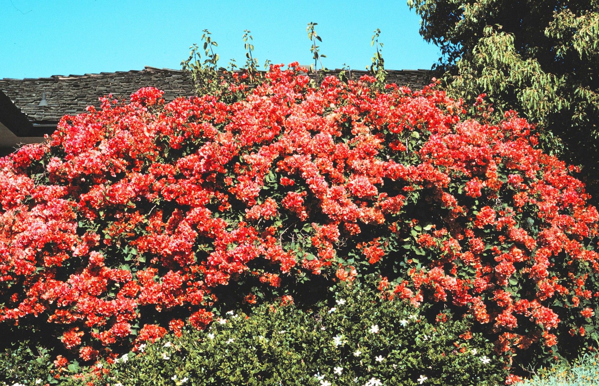 slide 2 of 3, Lowe's Hybrid Bougainvillea Flowering Shrub in 2.58 -Gallon Pot 1 -Pack with Multicolor Blooms, 1 ct