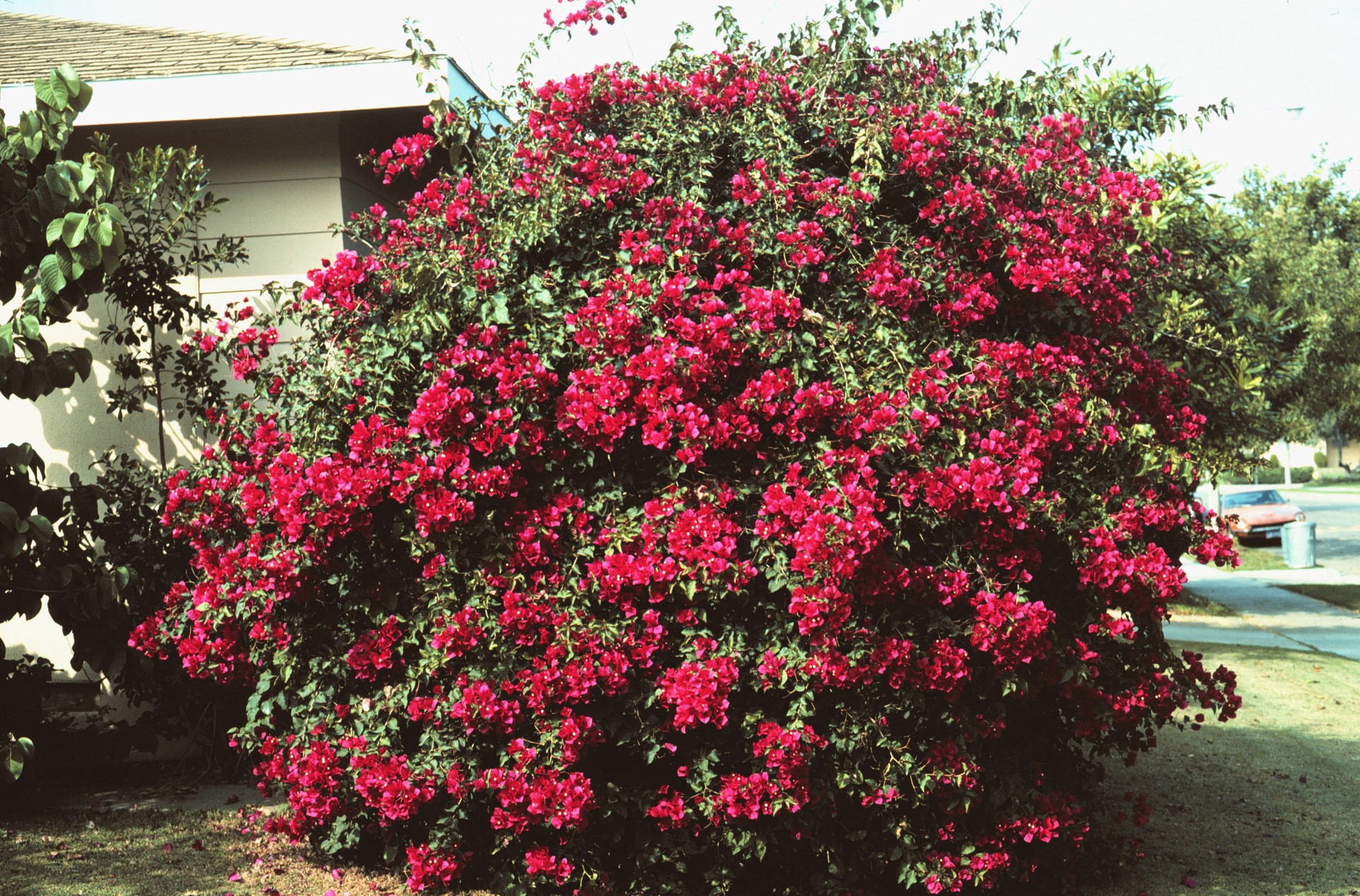 slide 3 of 3, Lowe's Hybrid Bougainvillea Flowering Shrub in 2.58 -Gallon Pot 1 -Pack with Multicolor Blooms, 1 ct