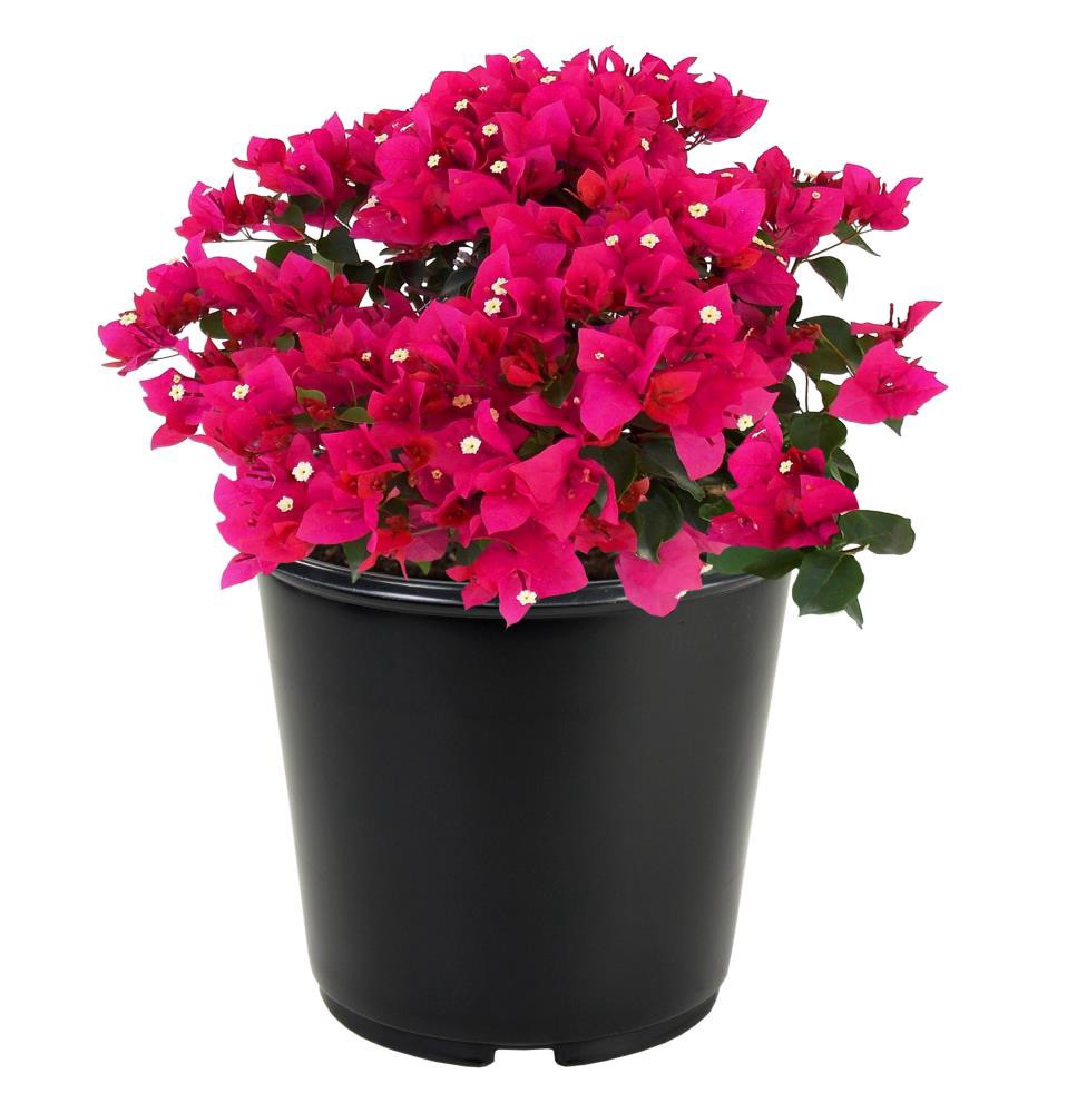 slide 1 of 3, Lowe's Hybrid Bougainvillea Flowering Shrub in 2.58 -Gallon Pot 1 -Pack with Multicolor Blooms, 1 ct