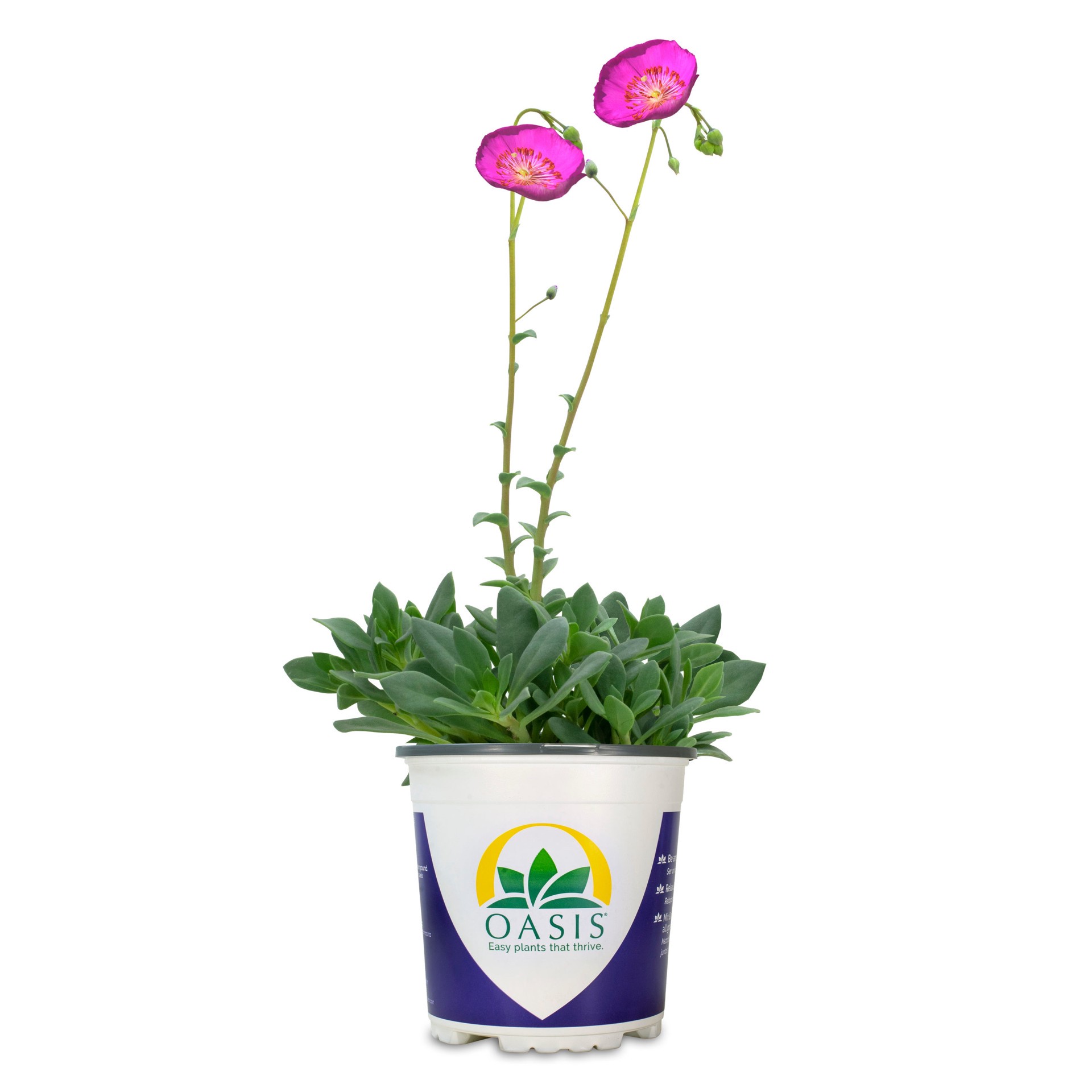 slide 1 of 1, Lowe's Rock Purslane in 2.5-Quart Pot, 1 ct