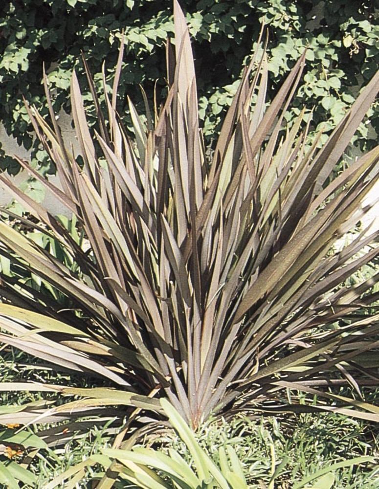 slide 1 of 1, Lowe's Red New Zealand Flax Plant in 3.58 -Gallon Pot, 1 ct