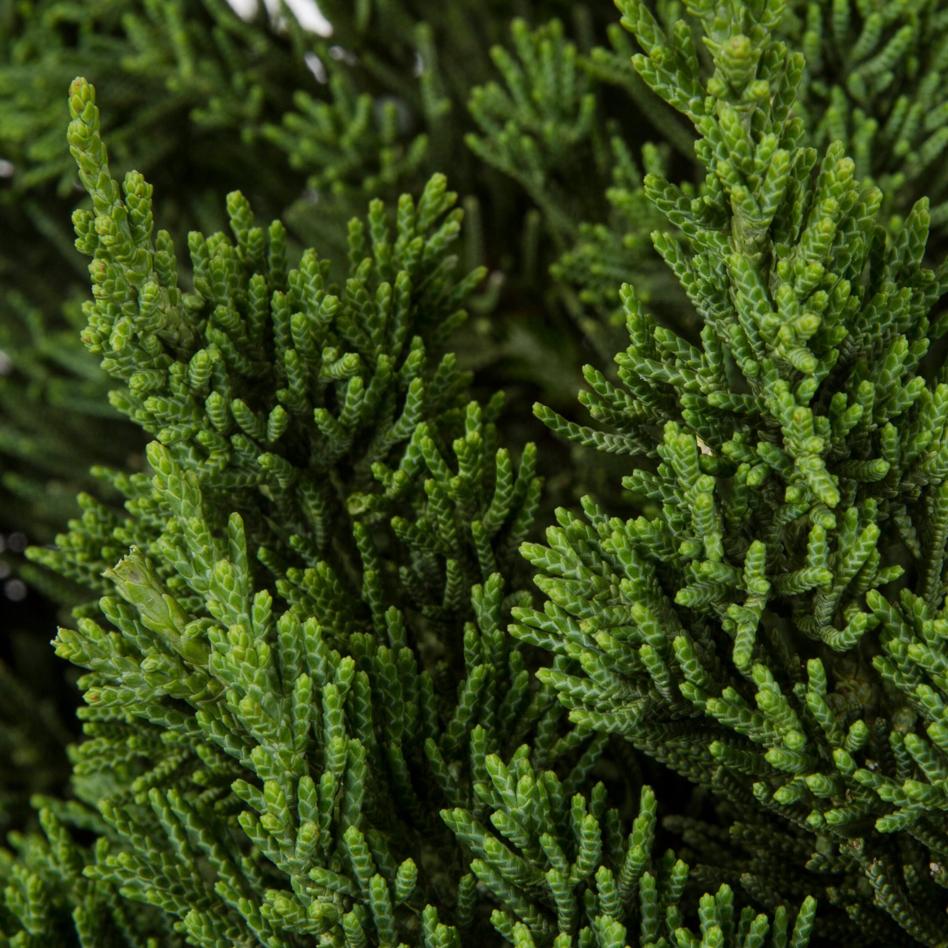 slide 2 of 2, Lowe's Juniper Parsons Foundation/Hedge Shrub in 2-Gallon (s) Pot, 1 ct