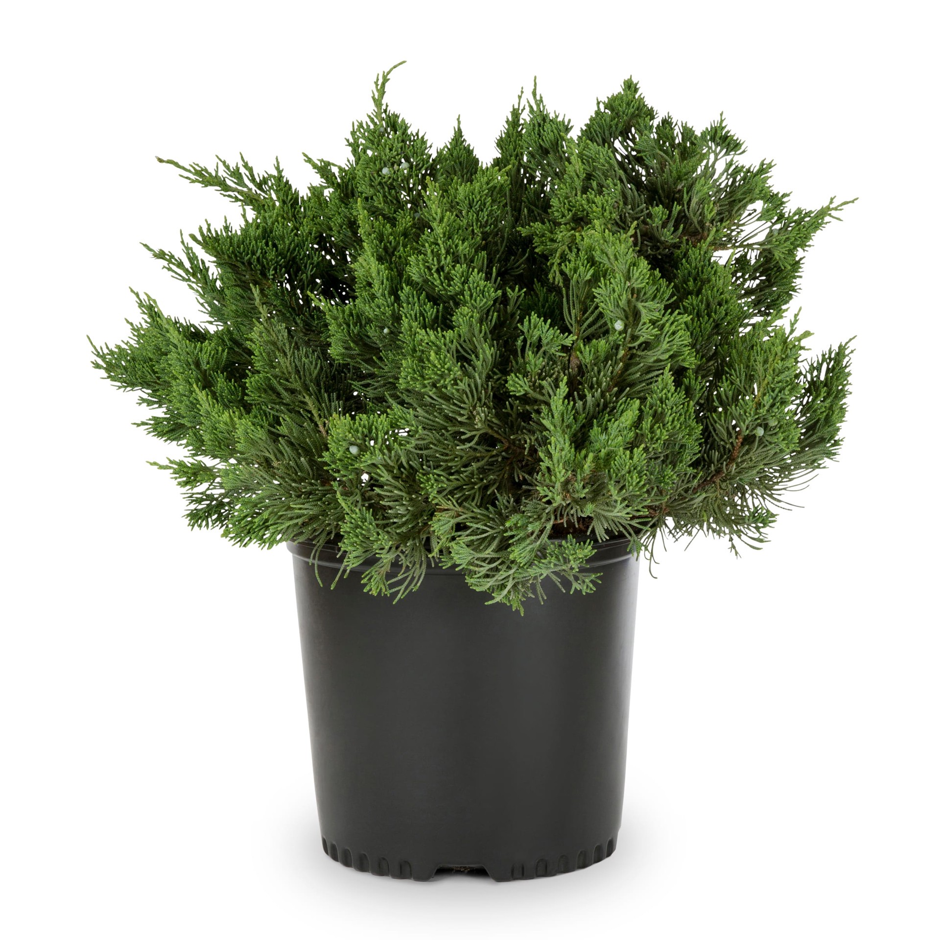slide 1 of 2, Lowe's Juniper Parsons Foundation/Hedge Shrub in 2-Gallon (s) Pot, 1 ct