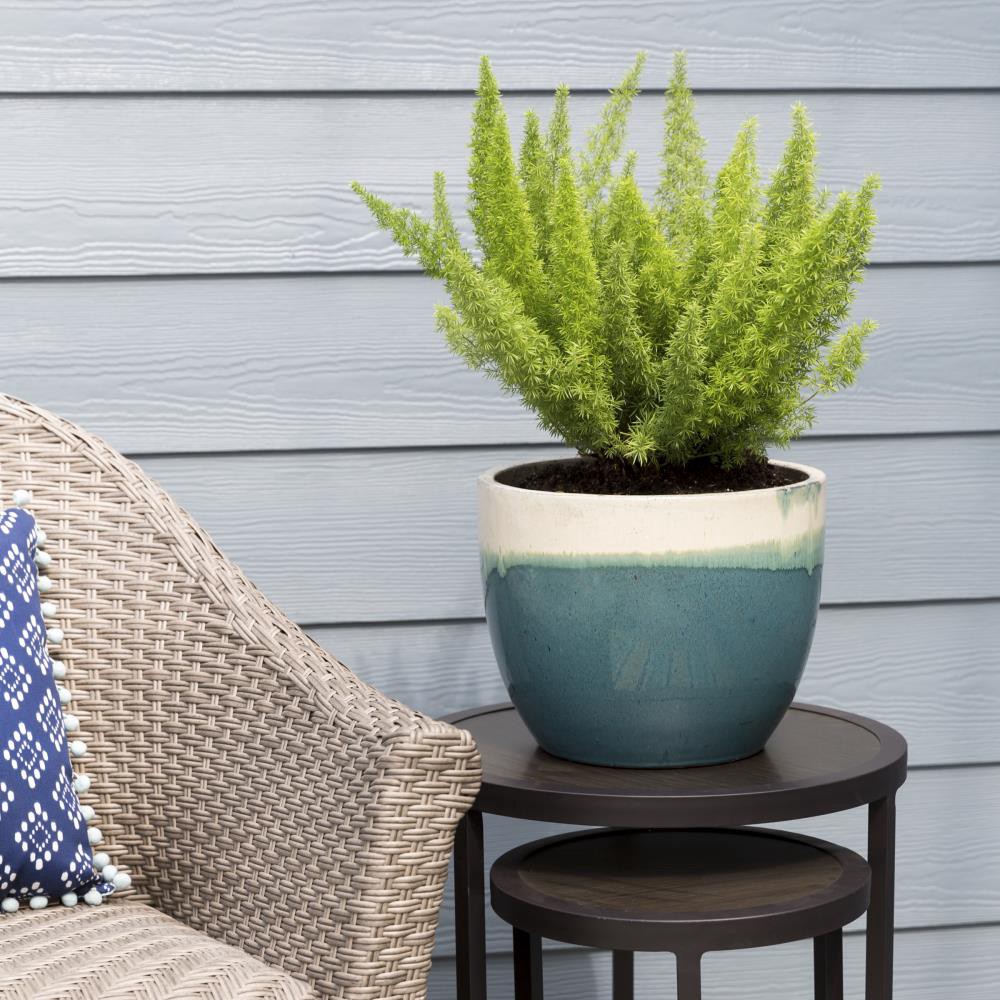 slide 3 of 3, Lowe's Foxtail Fern Accent Shrub in 2-Gallon (s) Pot, 1 ct