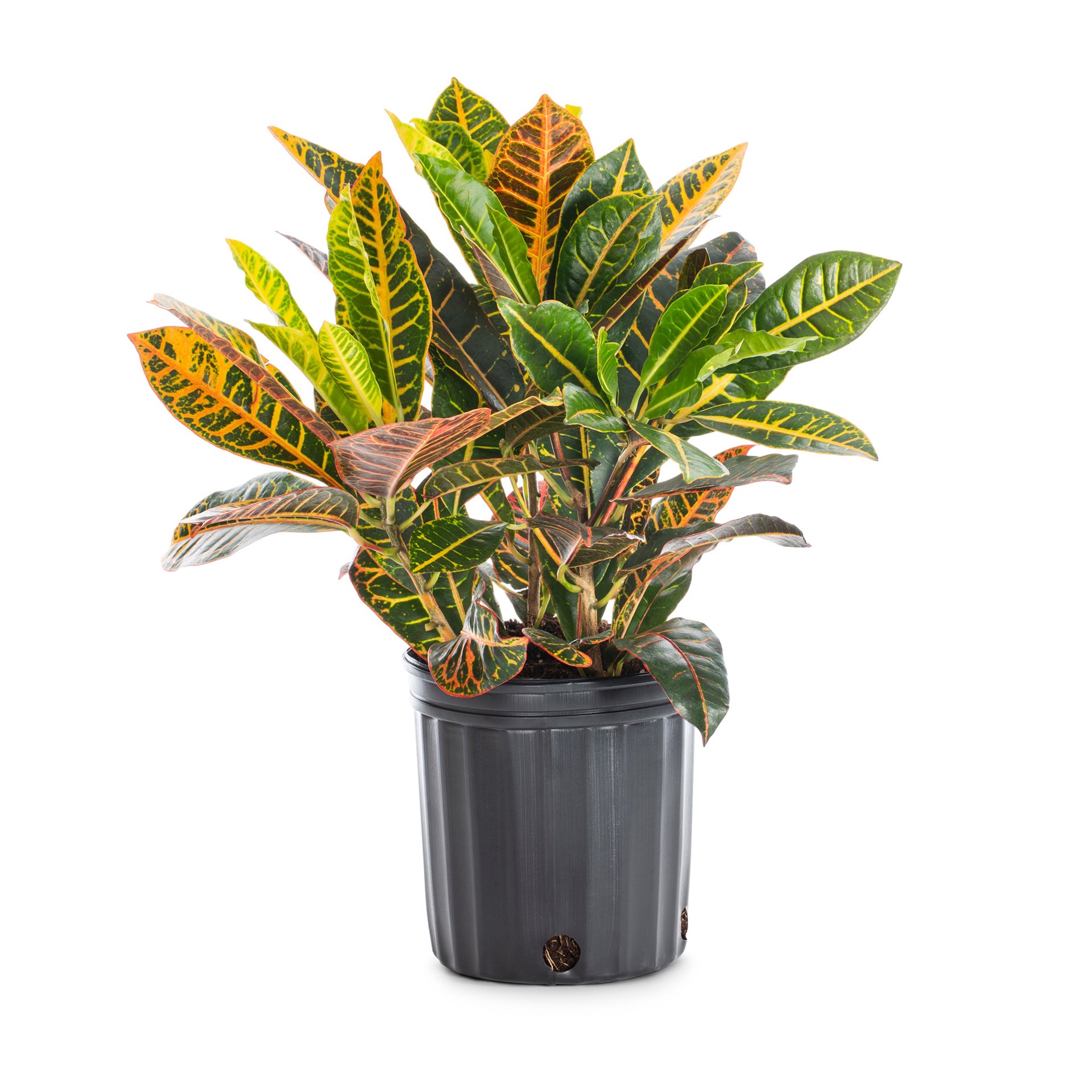 slide 1 of 2, Lowe's Petra Croton in 2-Gallon (s) Pot, 1 ct