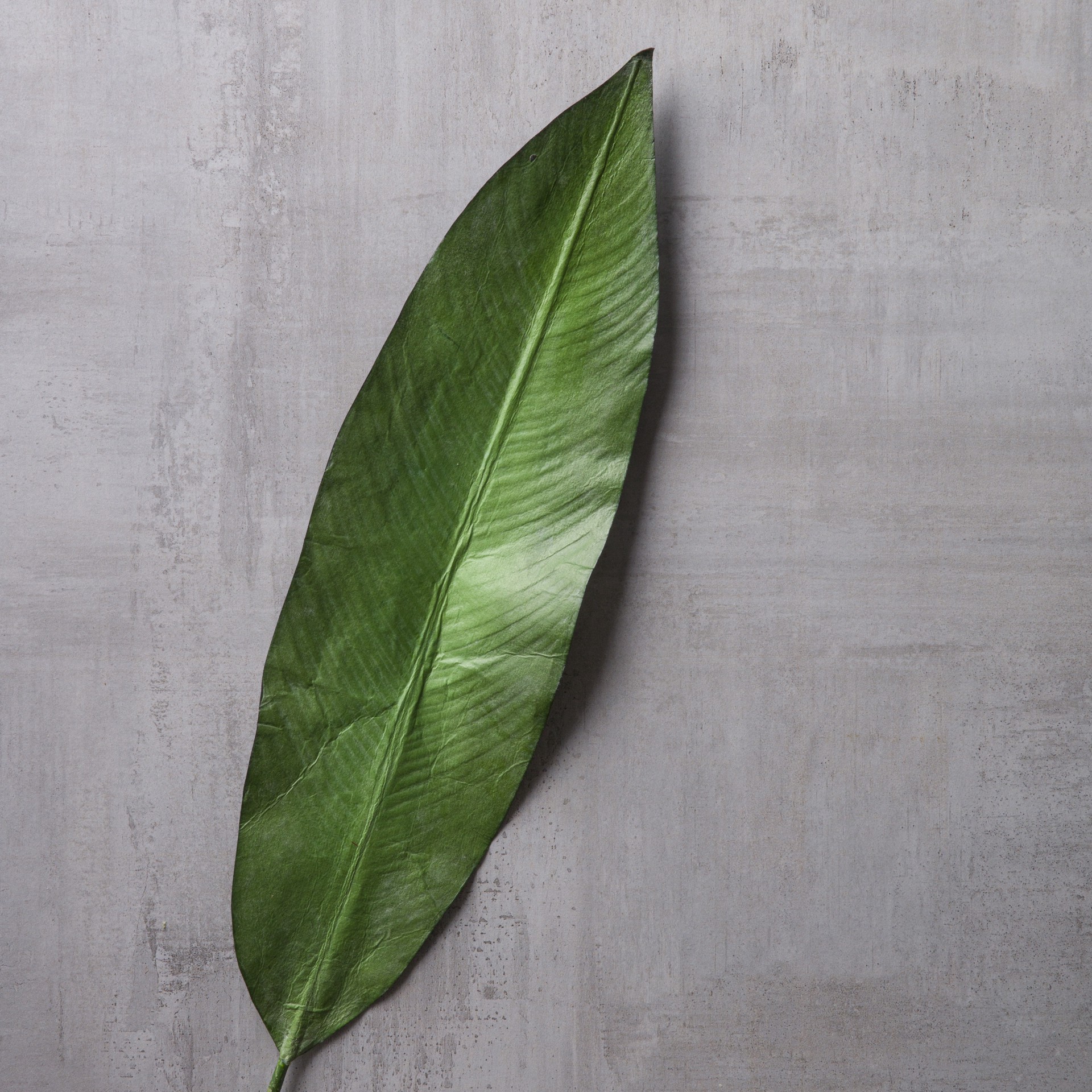 slide 3 of 3, Tropical Bird Of Paradise Leaf Spray By Ashland, 38 in