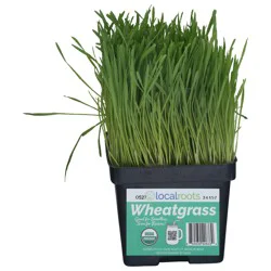 Local Roots Organic Wheatgrass 1 ea
