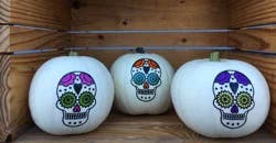 White Skull Painted Pie Pumpkin