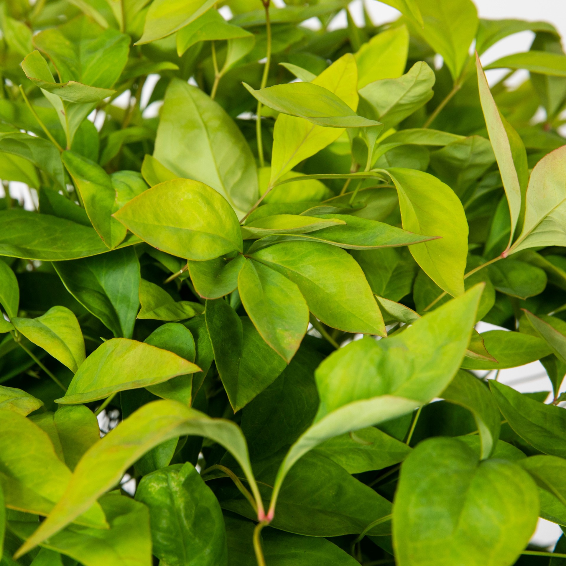 slide 2 of 4, Lowe's Fire Power Nandina Accent Shrub in 2.25 -Gallon Pot 1 -Pack, 1 ct