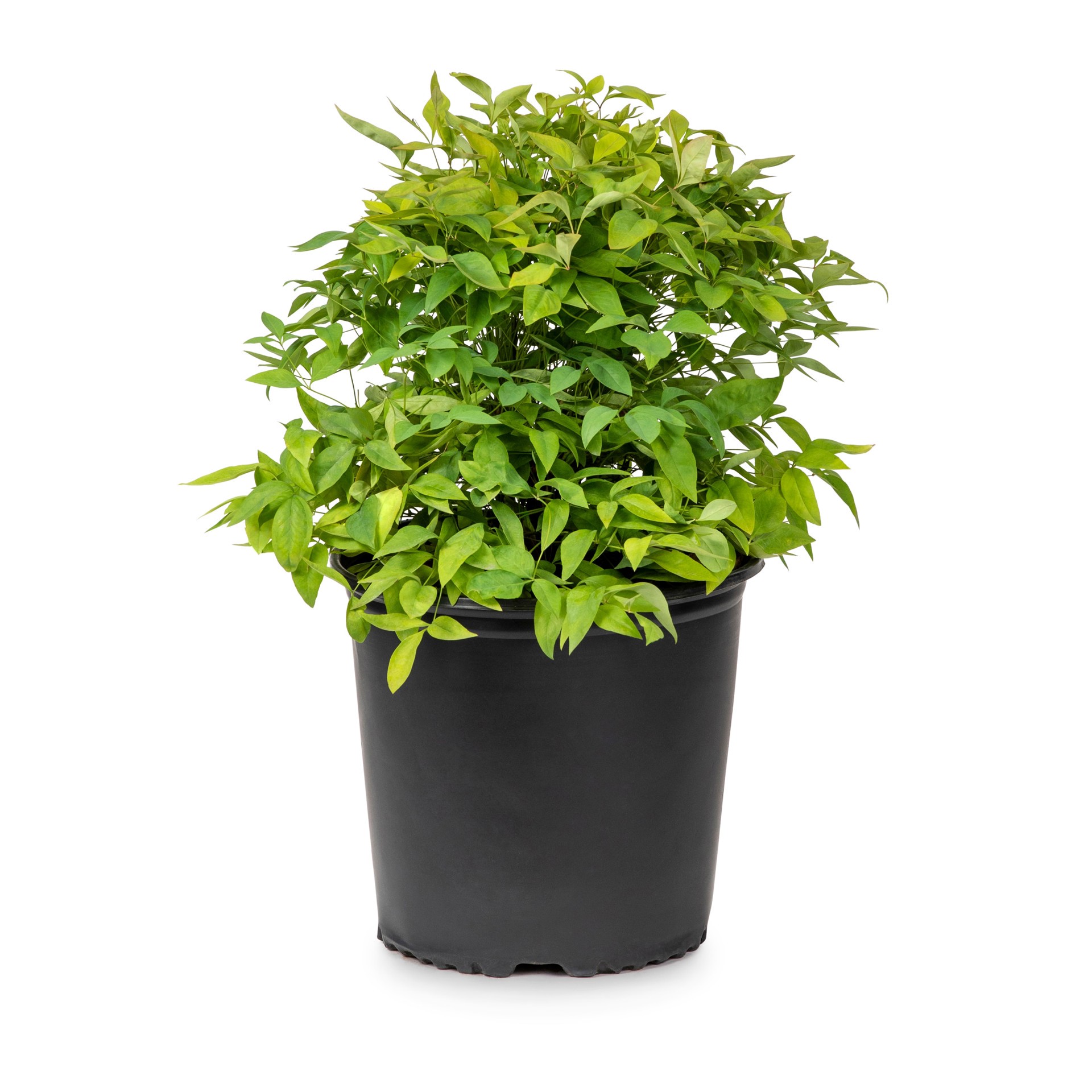 slide 1 of 4, Lowe's Fire Power Nandina Accent Shrub in 2.25 -Gallon Pot 1 -Pack, 1 ct