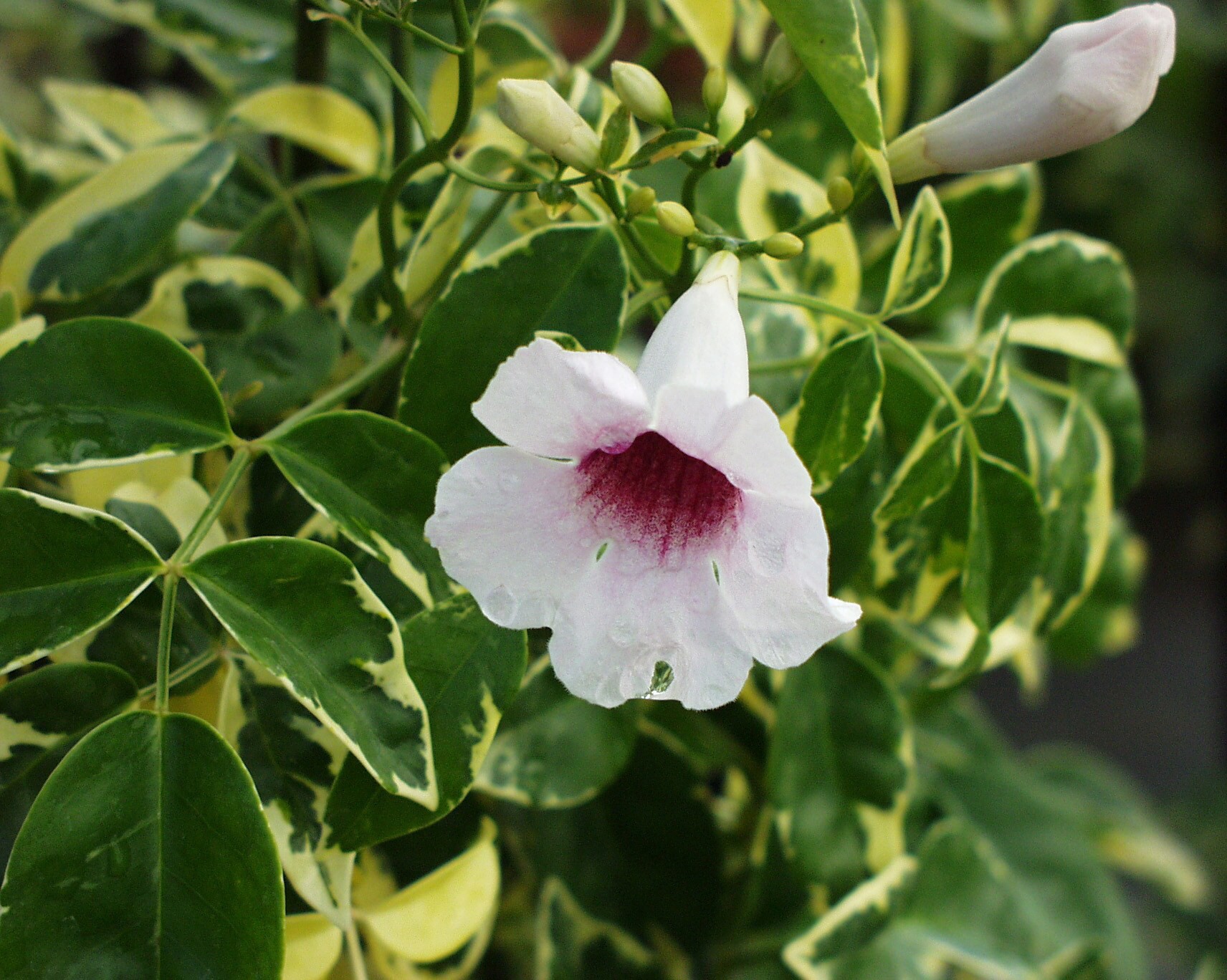 slide 2 of 2, 1.25-Quart in Pot Pandorea Vine (L7411), 1 ct