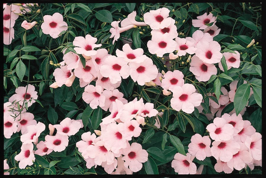 slide 1 of 2, 1.25-Quart in Pot Pandorea Vine (L7411), 1 ct