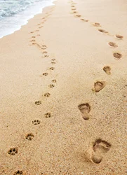 Avanti Press Human and Dog Footprints Card