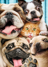 slide 1 of 1, Avanti Card Bday DogCat Photo Booth Fun, 1 ct
