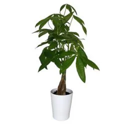 Procacci Brothers Money Tree In Ceramic Pot - 5 in