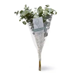 Mixed Eucalyptus Bunch