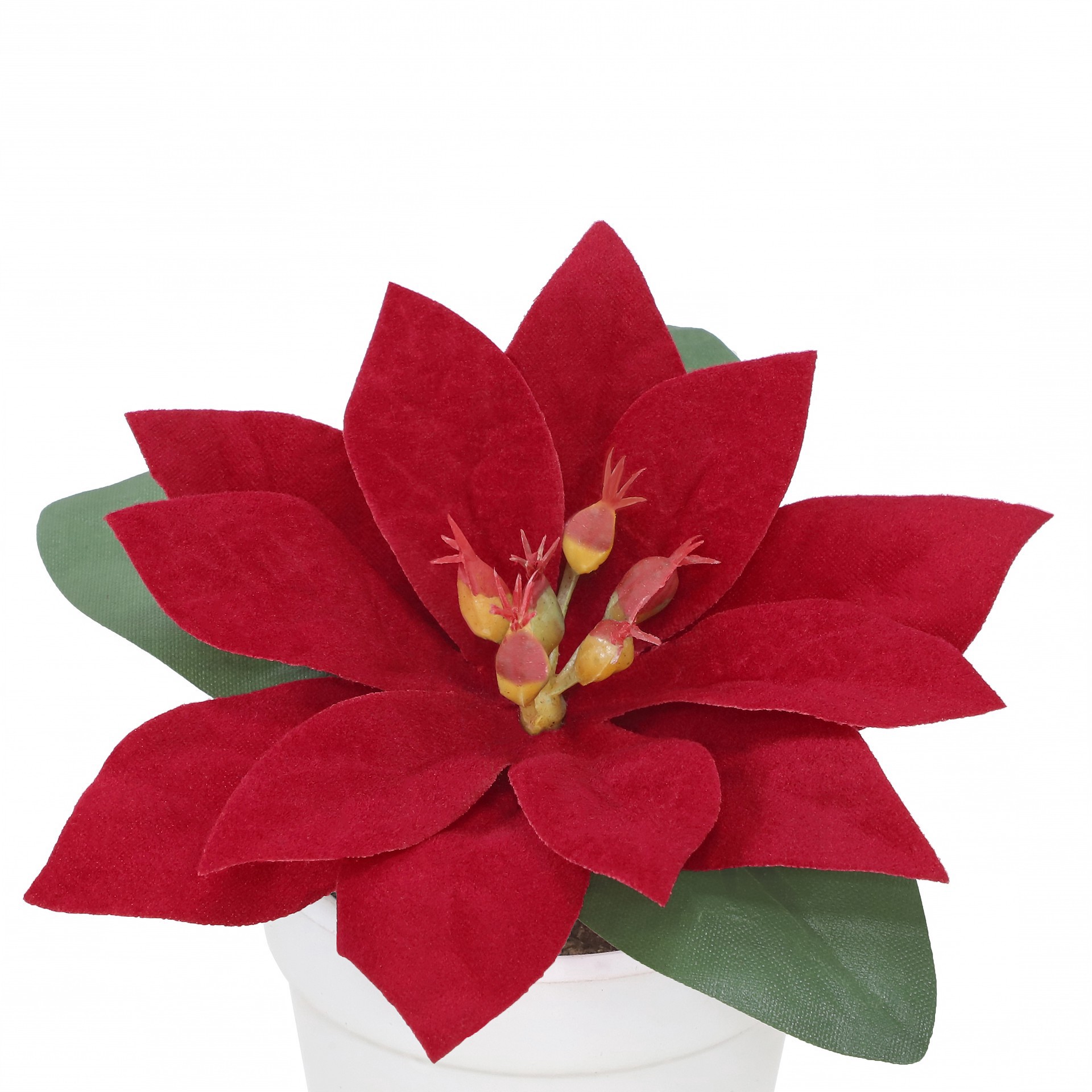 slide 2 of 3, 2.5" Premade Red Velvet Poinsettia In White Terracotta Pot By Ashland, 3.75 in x 3.75 in x 2.5 in