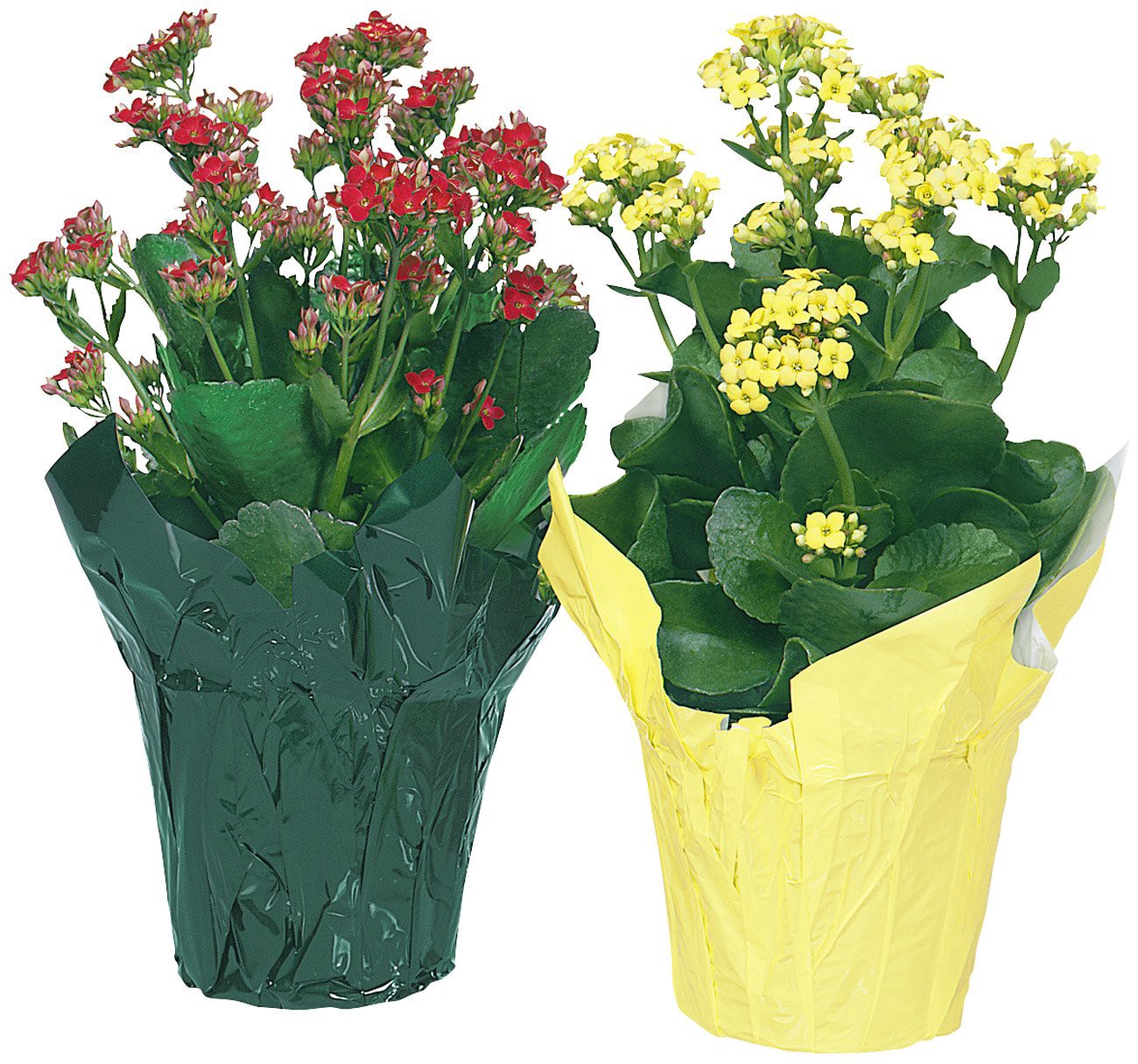 slide 1 of 1, Kalanchoe 4 In, 4 in