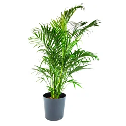 10 Inch Tropical Foliage