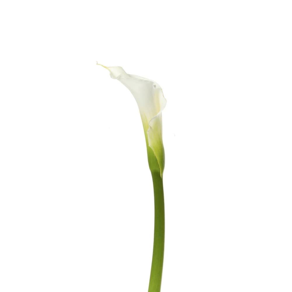 slide 1 of 1, Mini Calla Lily Bunch - Assorted, 5 ct