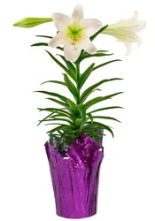 Central Market Easter Lily