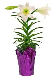 Central Market Easter Lily