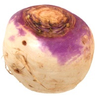 slide 1 of 1, Purple Turnip, White, 1 ct