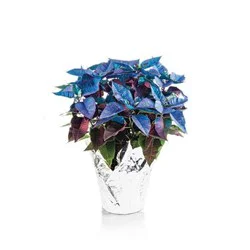 6'' Blue Dream Poinsettia