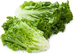 Organic Lettuce Green Leaf