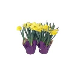 Blooming 4 inch Daffodil