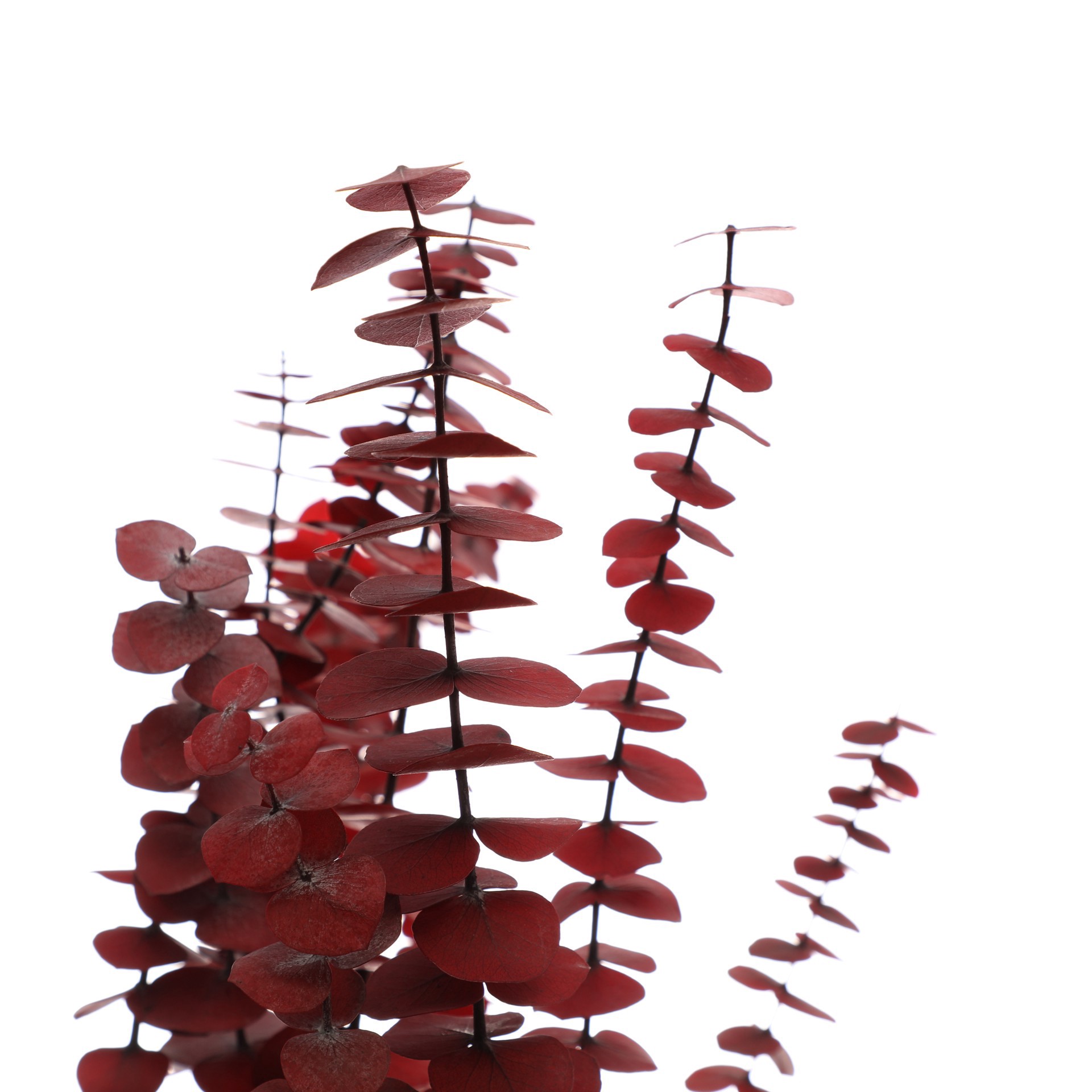 slide 2 of 2, 24" Eucalyptus Bundle By Ashland, 4.5 in x 3.54 in x 24 in