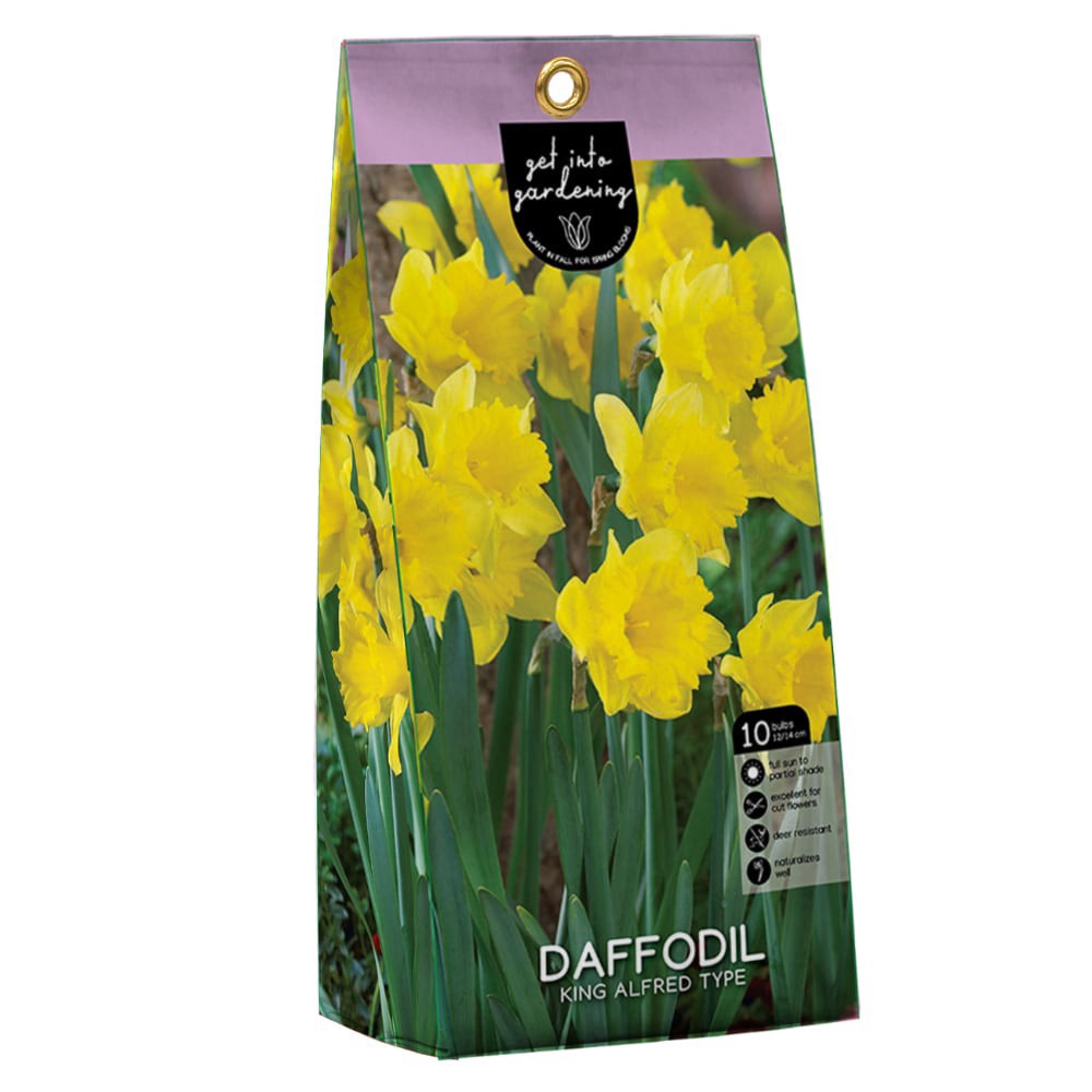 slide 1 of 1, Daffodil King Alfred Type Peg Pack, 10 bulbs